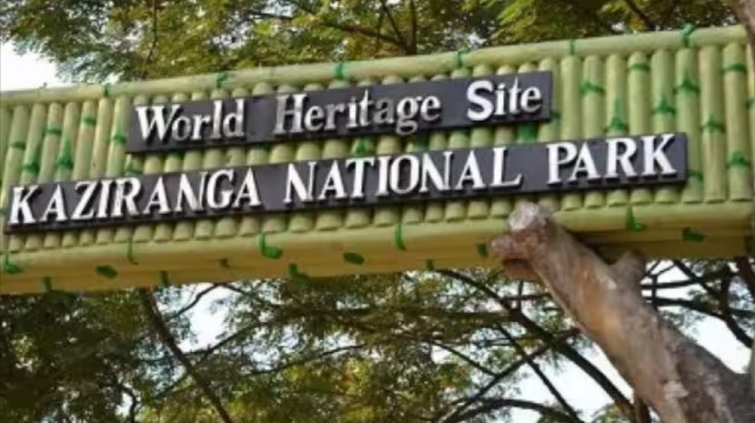 kaziranga national park assam